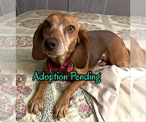 Beagle Dogs for adoption in Dunnellon, FL, USA