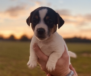 Jack Russell Terrier Puppy for sale in MONTICELLO, FL, USA