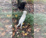River - Male Labrador Retriever Puppy for Sale - Photo #3