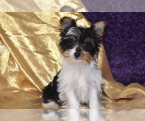 Yorkshire Terrier Puppy for sale in ELDORADO, OH, USA