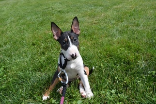 Bull Terrier Puppy for sale in WALLINGFORD, CT, USA