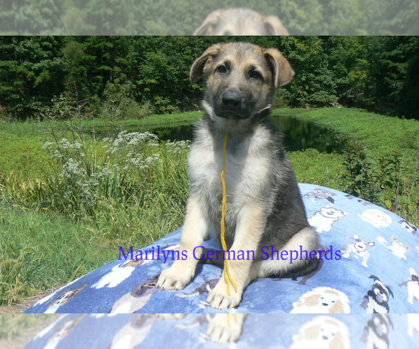 Medium Photo #2 German Shepherd Dog Puppy For Sale in PIEDMONT, MO, USA