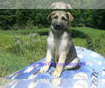 Small #1 German Shepherd Dog