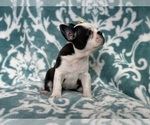 Small Photo #5 Faux Frenchbo Bulldog Puppy For Sale in LAKELAND, FL, USA
