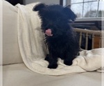 Small Photo #13 YorkiePoo Puppy For Sale in BREMEN, IN, USA
