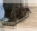 Small #2 American Staffordshire Terrier-Labrador Retriever Mix