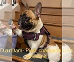 Small Photo #5 French Bulldog Puppy For Sale in VANCOUVER, WA, USA