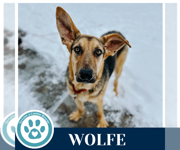 Medium Photo #4 German Shepherd Dog-Unknown Mix Puppy For Sale in Kimberton, PA, USA