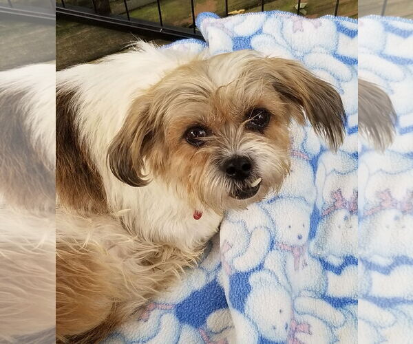 Medium Photo #3 Havamalt Puppy For Sale in Mount Laurel, NJ, USA