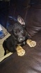 Small Photo #1 German Shepherd Dog Puppy For Sale in MYRTLE BEACH, SC, USA