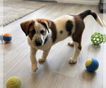 Small #2 Mutt