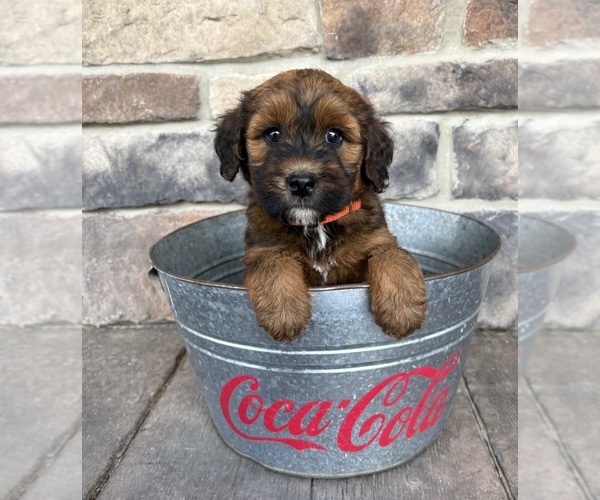 Medium Photo #3 Whoodle (Miniature) Puppy For Sale in MIDDLEBURY, IN, USA