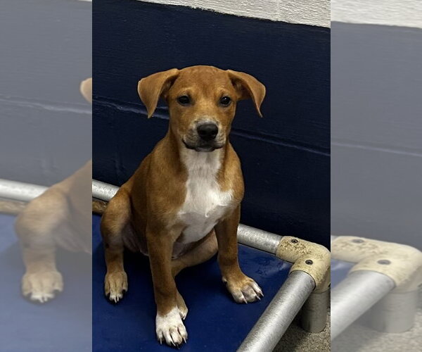 Medium Photo #1 Mutt Puppy For Sale in Sterling, MA, USA