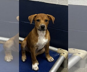 Mutt Dogs for adoption in Sterling, MA, USA