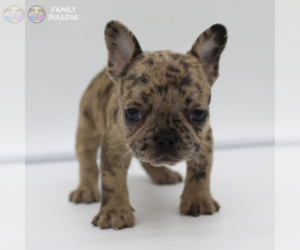 French Bulldog Puppy for sale in BOSTON, MA, USA