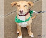Small #4 Labrador Retriever-Retriever  Mix