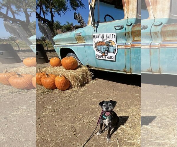 Medium Photo #4 Puggle Puppy For Sale in  Ramona, CA, USA