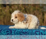 Small #10 Goldendoodle (Miniature)