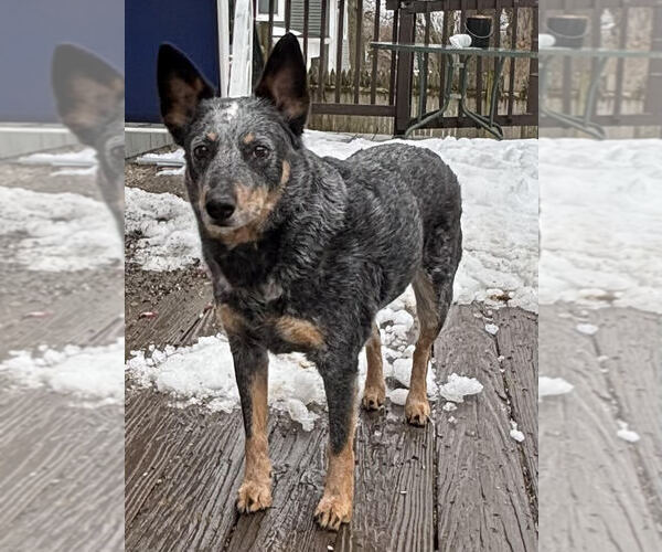 Medium Photo #2 Mutt Puppy For Sale in Garden City, NY, USA