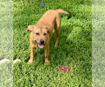 Small #1 American Pit Bull Terrier-Labrador Retriever Mix