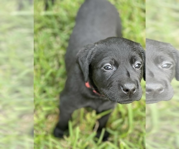 Medium Photo #8 Labrador Retriever Puppy For Sale in MAGNOLIA, TX, USA