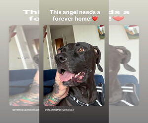 Labmaraner Dogs for adoption in W Hollywood, CA, USA