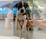 Small Australian Shepherd Mix