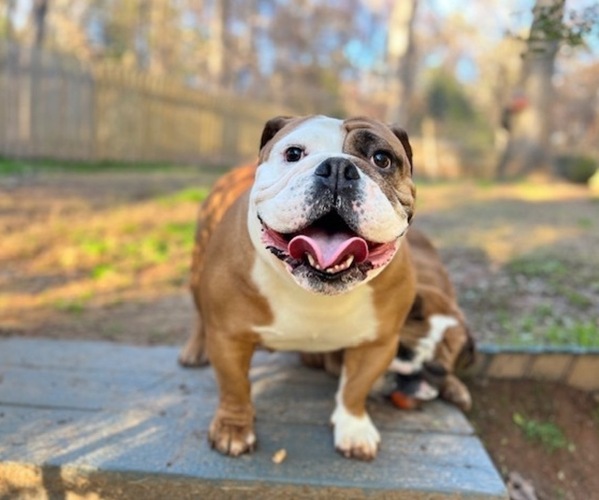 Medium Photo #1 English Bulldog Puppy For Sale in DULUTH, GA, USA