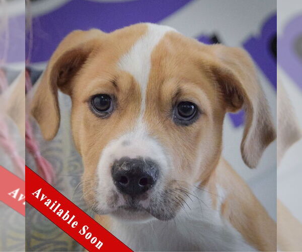 Medium Photo #1 Boxer-Unknown Mix Puppy For Sale in Huntley, IL, USA