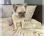 Small French Bulldog