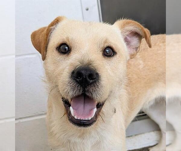 Medium Photo #2 Parson Russell Terrier-Unknown Mix Puppy For Sale in Houston, TX, USA