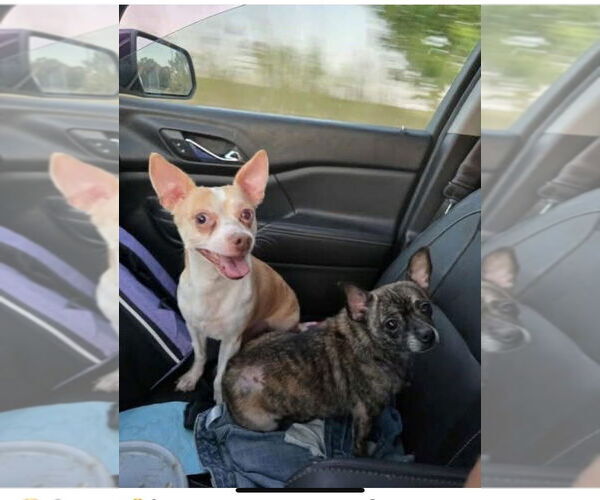 Medium Photo #2 Chihuahua-Unknown Mix Puppy For Sale in Springdale, PA, USA