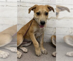 Carolina Dog-Unknown Mix Dogs for adoption in San Bernardino, CA, USA