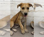 Small Carolina Dog Mix