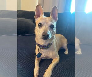 Chihuahua Dogs for adoption in Tempe , AZ, USA