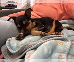 Small #4 German Shepherd Dog Mix