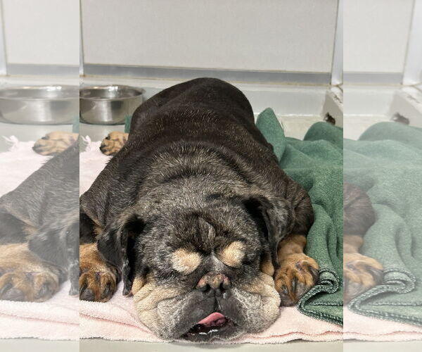 Medium Photo #1 Bulldog Puppy For Sale in Mission Viejo, CA, USA