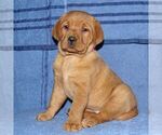 Small #2 Labrador Retriever