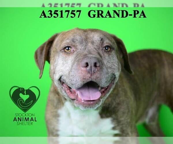 Medium Photo #1 Mutt Puppy For Sale in Stockton, CA, USA