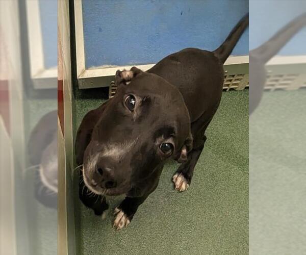 Medium Photo #2 American Pit Bull Terrier-Unknown Mix Puppy For Sale in Plano, TX, USA