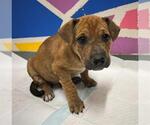 Small Mutt