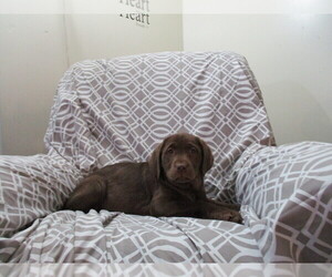 Labrador Retriever Puppy for sale in SHILOH, OH, USA