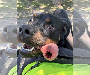 Rottweiler-Unknown Mix Dogs for adoption in Rowlett, TX, USA