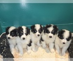 Small Photo #7 Australian Shepherd Puppy For Sale in DUVALL, WA, USA