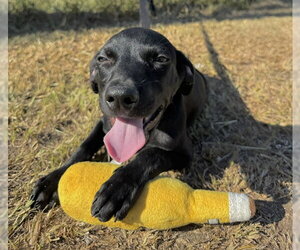 Grant - Male Bulldog-Labrador Retriever Mix Dog for Adoption - Photo #2