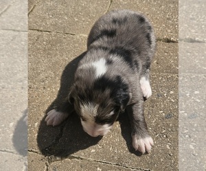 Australian Shepherd Puppy for sale in NELSON, VA, USA