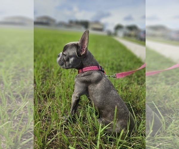 Medium Photo #5 French Bulldog Puppy For Sale in WESLEY CHAPEL, FL, USA
