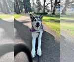 Small #3 Alaskan Malamute