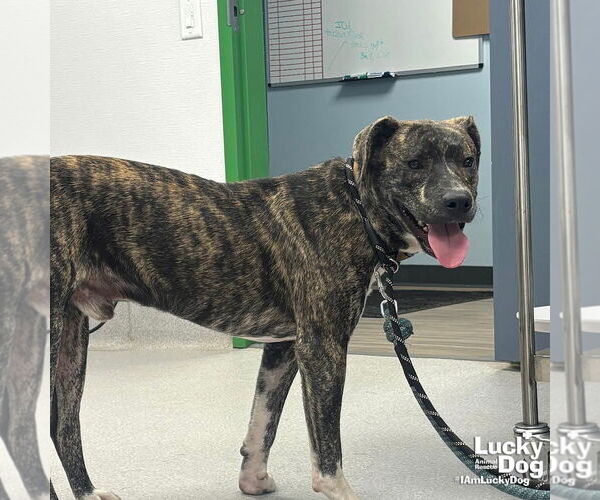 Medium Photo #4 Retriever -Unknown Mix Puppy For Sale in Washington, DC, USA