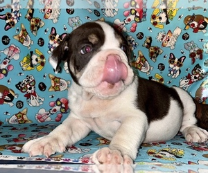 English Bulldog Puppy for sale in FAIRBURN, GA, USA